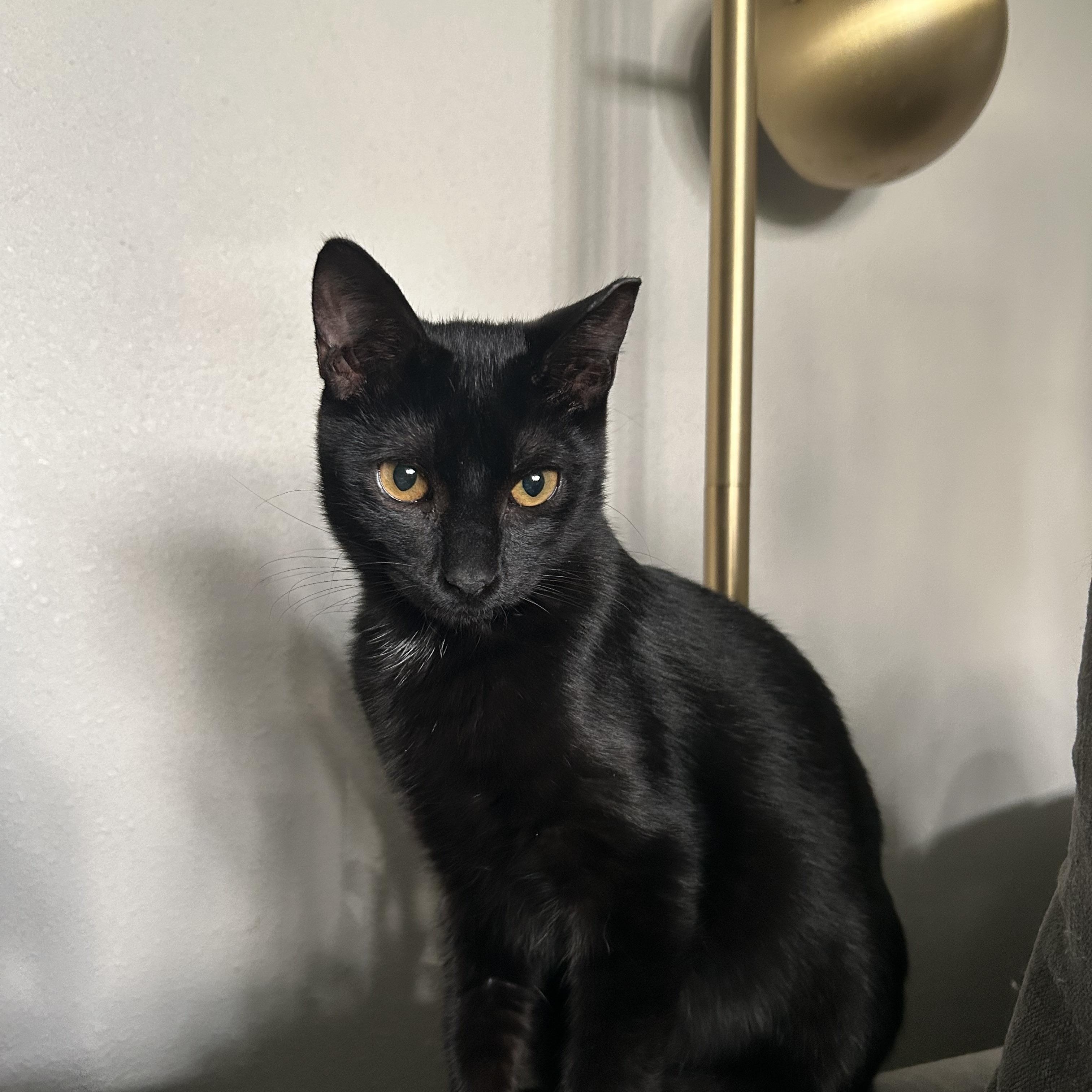 Enlarge Bean, a Adoptable Domestic Short Hair in Webster, TX image 3/4