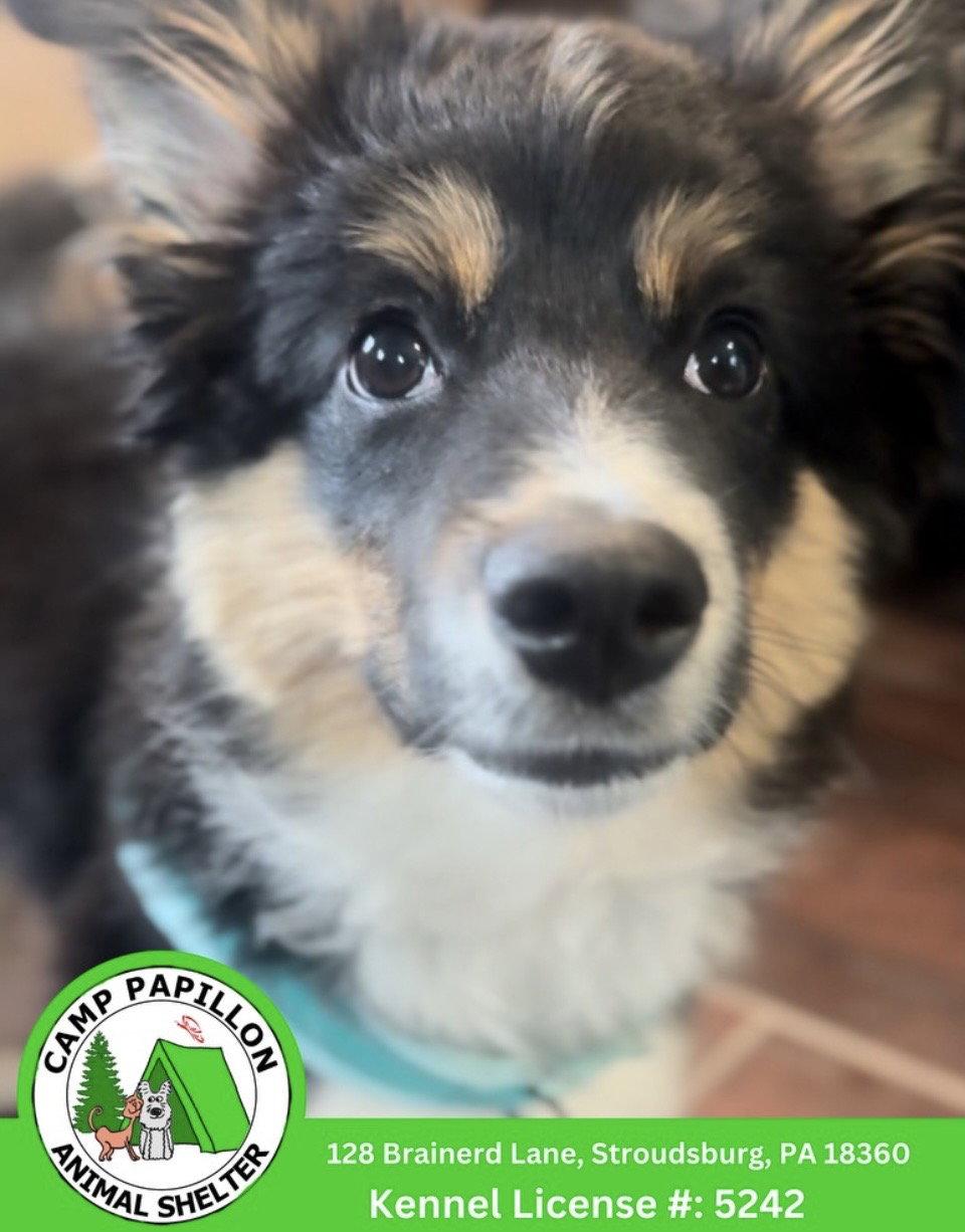 Benny, Adoptable, Young Male Australian Shepherd.