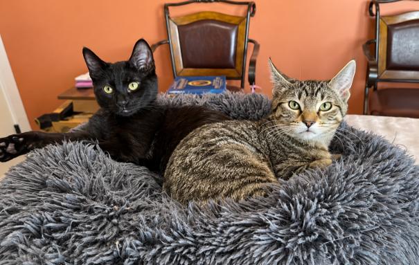Enlarge T-Challa, a Adoptable mixed breed in Buhl, ID image 1/5