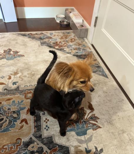 Enlarge T-Challa, a Adoptable mixed breed in Buhl, ID image 2/5
