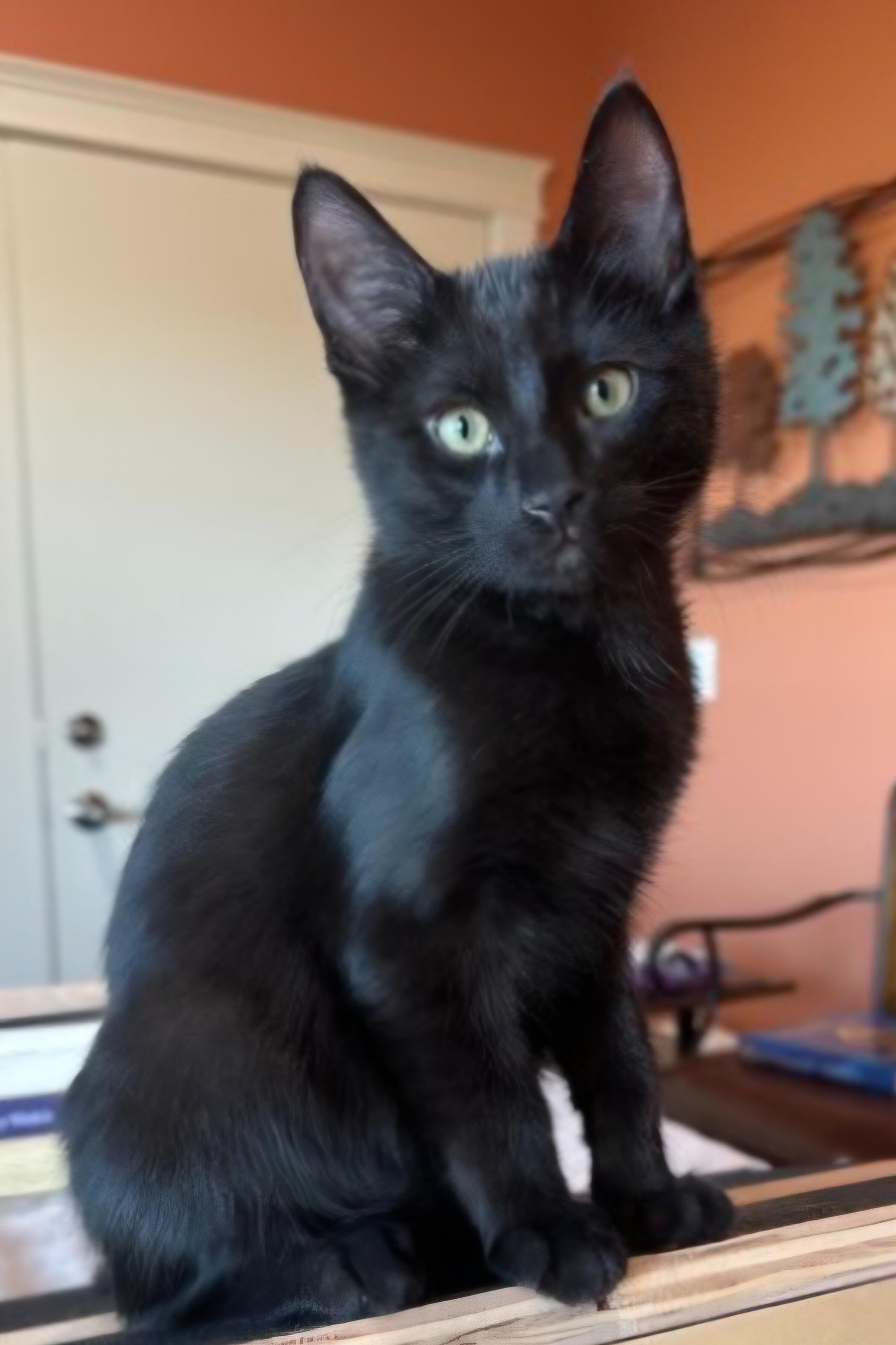 Enlarge T-Challa, a Adoptable mixed breed in Buhl, ID image 3/5