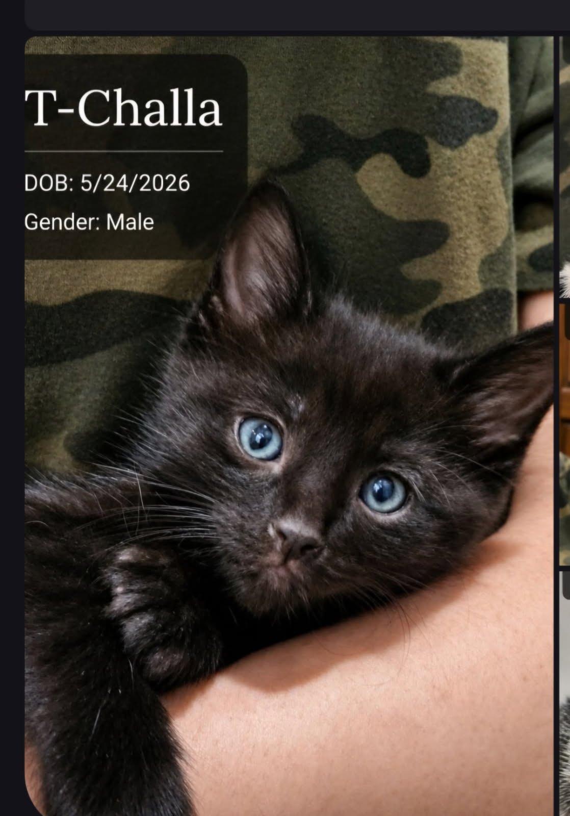 Enlarge T-Challa, a Adoptable mixed breed in Buhl, ID image 4/5