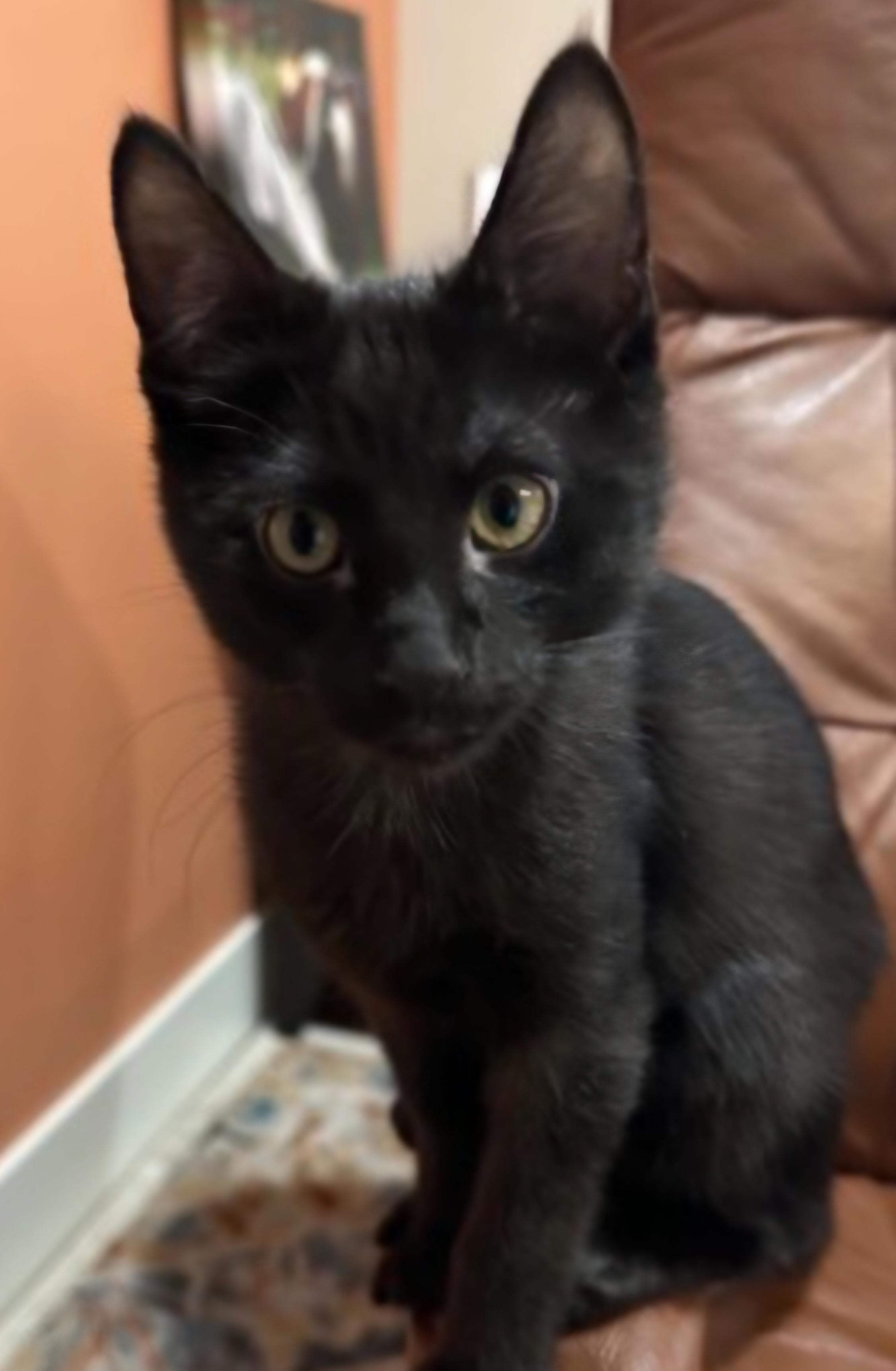 Enlarge T-Challa, a Adoptable mixed breed in Buhl, ID image 5/5