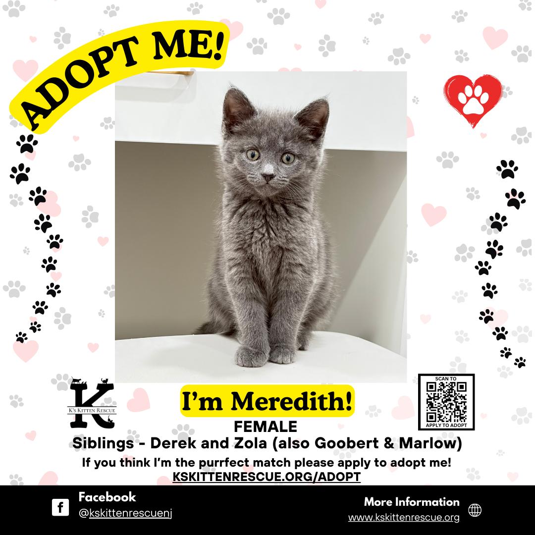 Enlarge Meredith, a ADOPTABLE Domestic Short Hair in Brick, NJ image 1/1