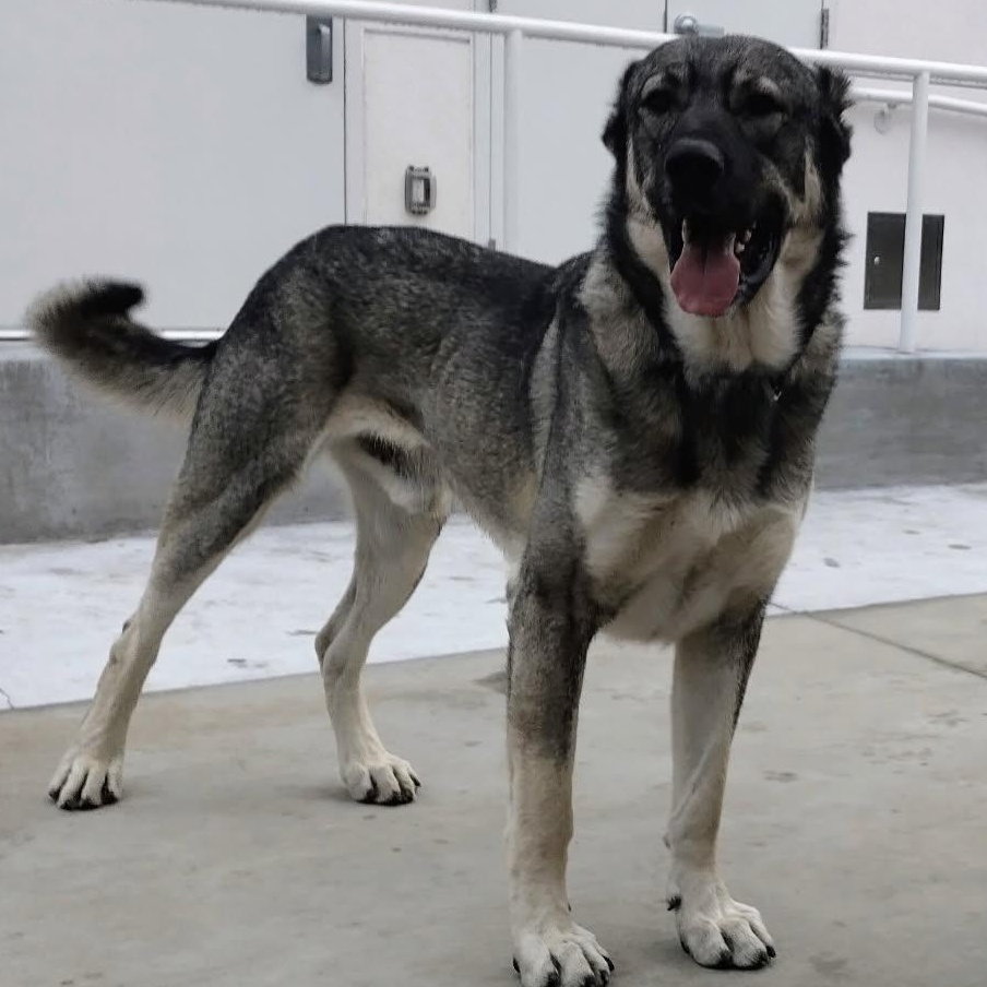 Enlarge Nord, a ADOPTABLE Turkish Kangal in Lafayette, CA image 1/1