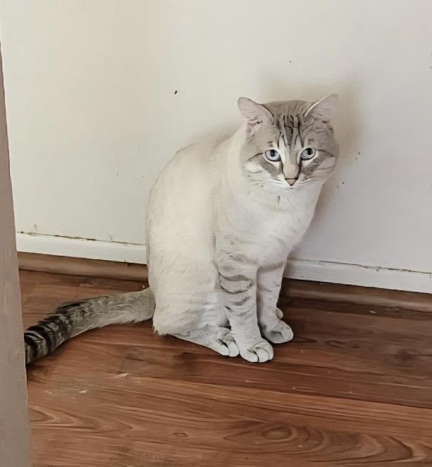 Lynx point Siamese- owner passed, ADOPTABLE, Young Male Siamese.
