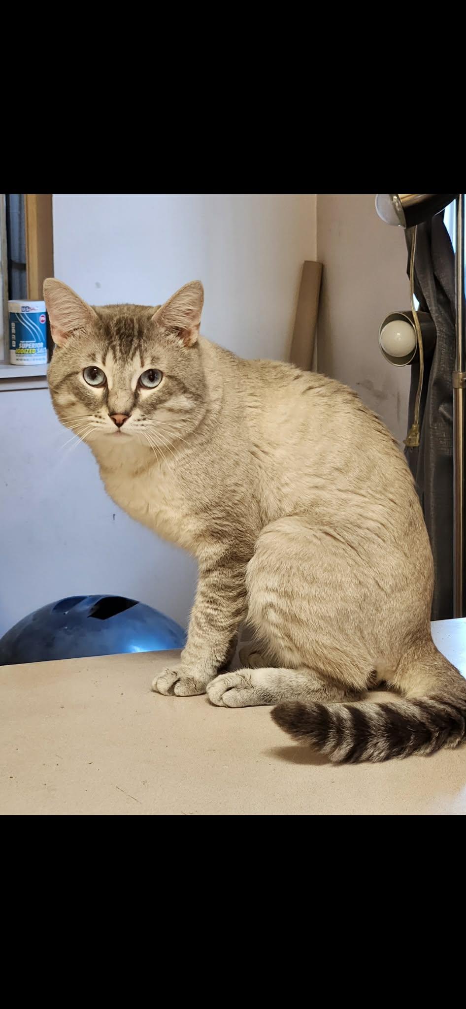 Enlarge Lynx point Siamese- owner passed, a ADOPTABLE Siamese in Torrance, CA image 2/4