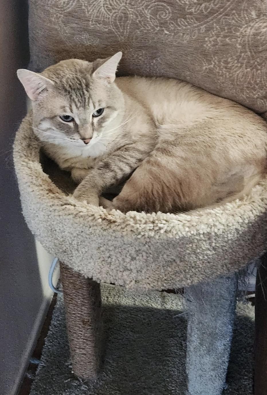 Enlarge Lynx point Siamese- owner passed, a ADOPTABLE Siamese in Torrance, CA image 4/4