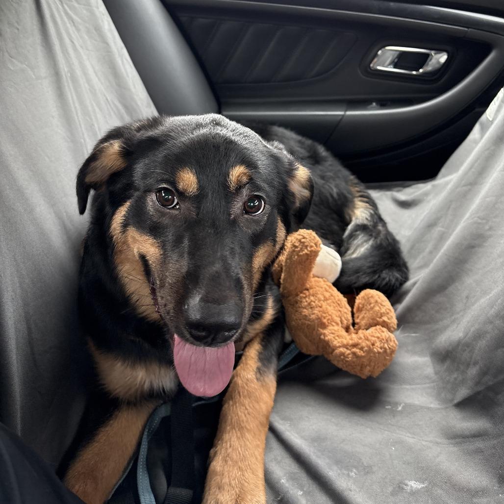Enlarge Hazel D12603, a Adoptable mixed breed in Princeton, MN image 1/5