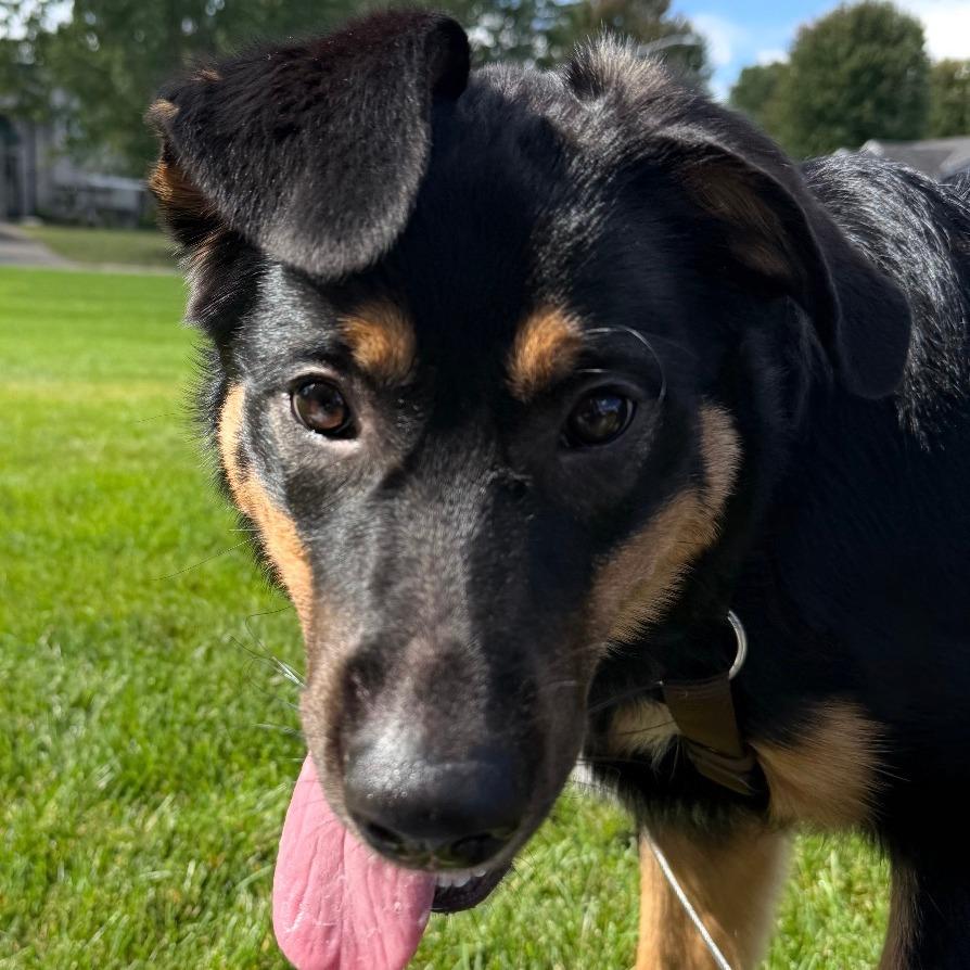 Enlarge Hazel D12603, a Adoptable mixed breed in Princeton, MN image 2/5