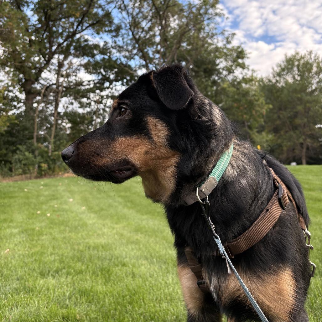 Enlarge Hazel D12603, a Adoptable mixed breed in Princeton, MN image 3/5