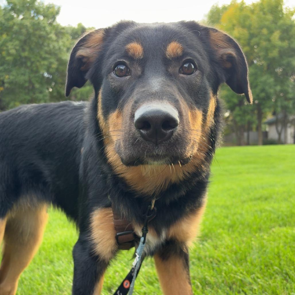 Enlarge Hazel D12603, a Adoptable mixed breed in Princeton, MN image 4/5