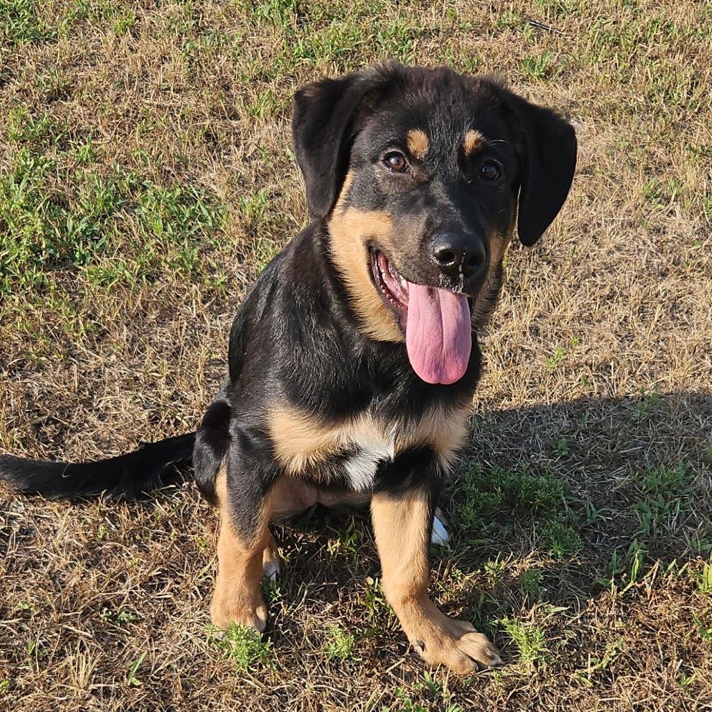 Enlarge Hazel D12603, a Adoptable mixed breed in Princeton, MN image 5/5