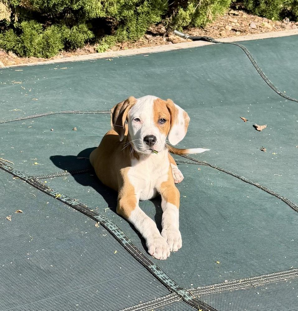 Wonton, Adoptable, Puppy Male Hound.