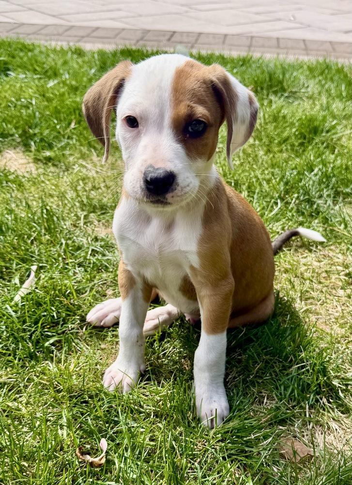 Enlarge Wonton, a Adoptable mixed breed in Greenlawn, NY image 2/6