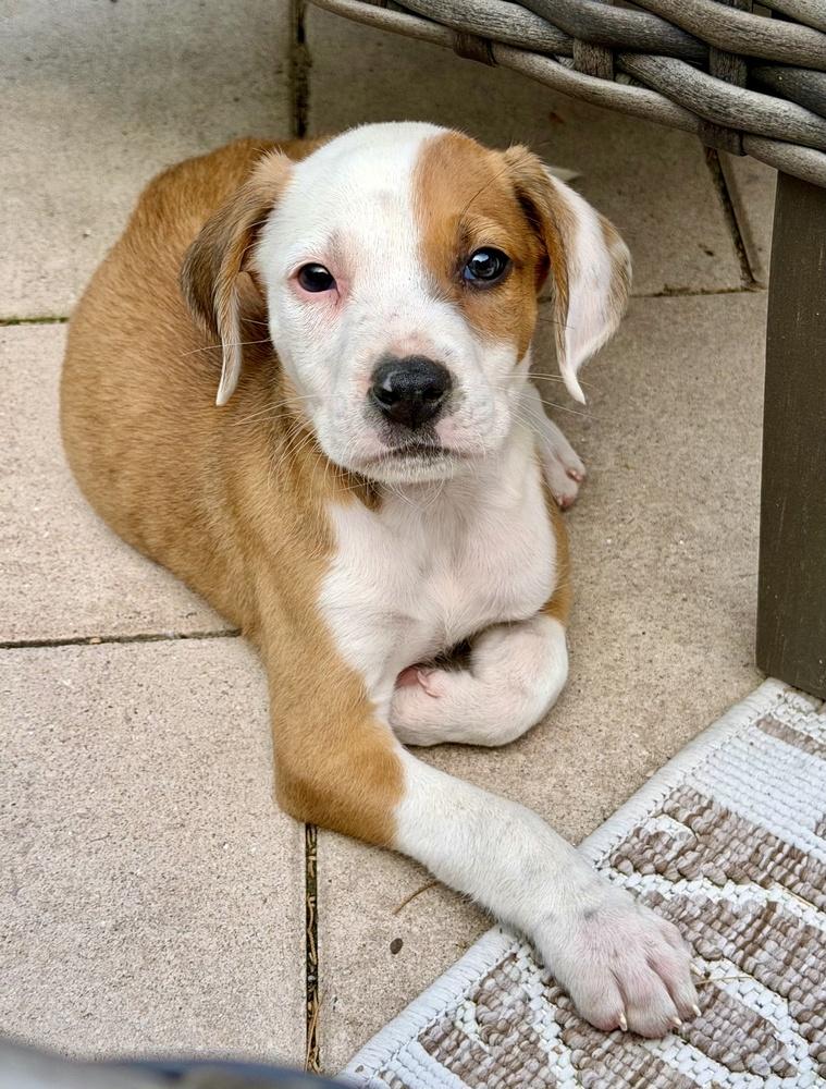 Enlarge Wonton, a Adoptable mixed breed in Greenlawn, NY image 3/6