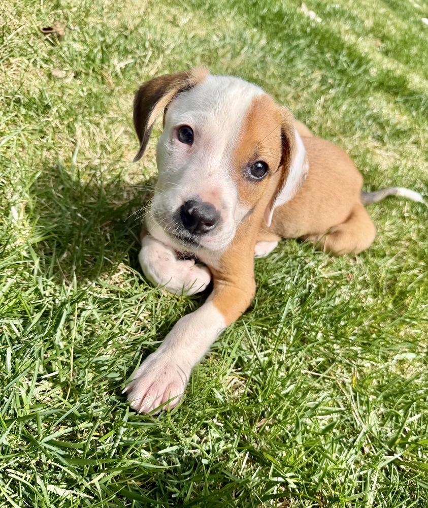 Enlarge Wonton, a Adoptable mixed breed in Greenlawn, NY image 4/6