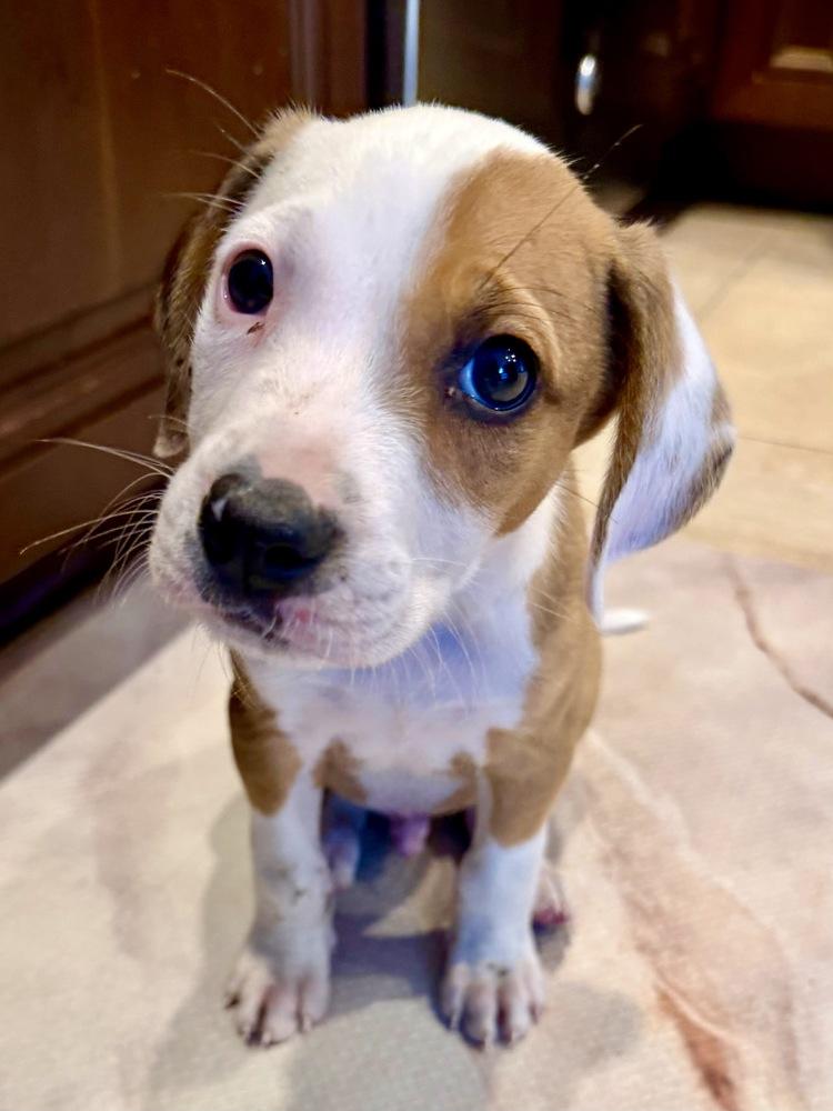 Enlarge Wonton, a Adoptable mixed breed in Greenlawn, NY image 5/6