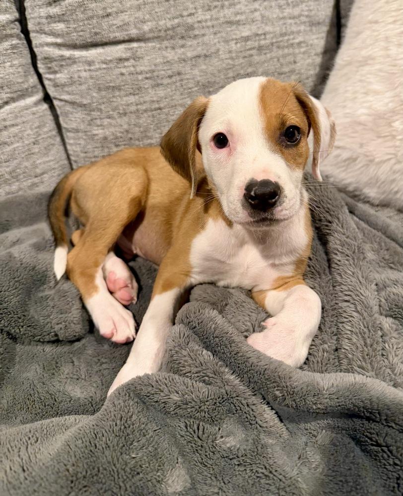 Enlarge Wonton, a Adoptable mixed breed in Greenlawn, NY image 6/6