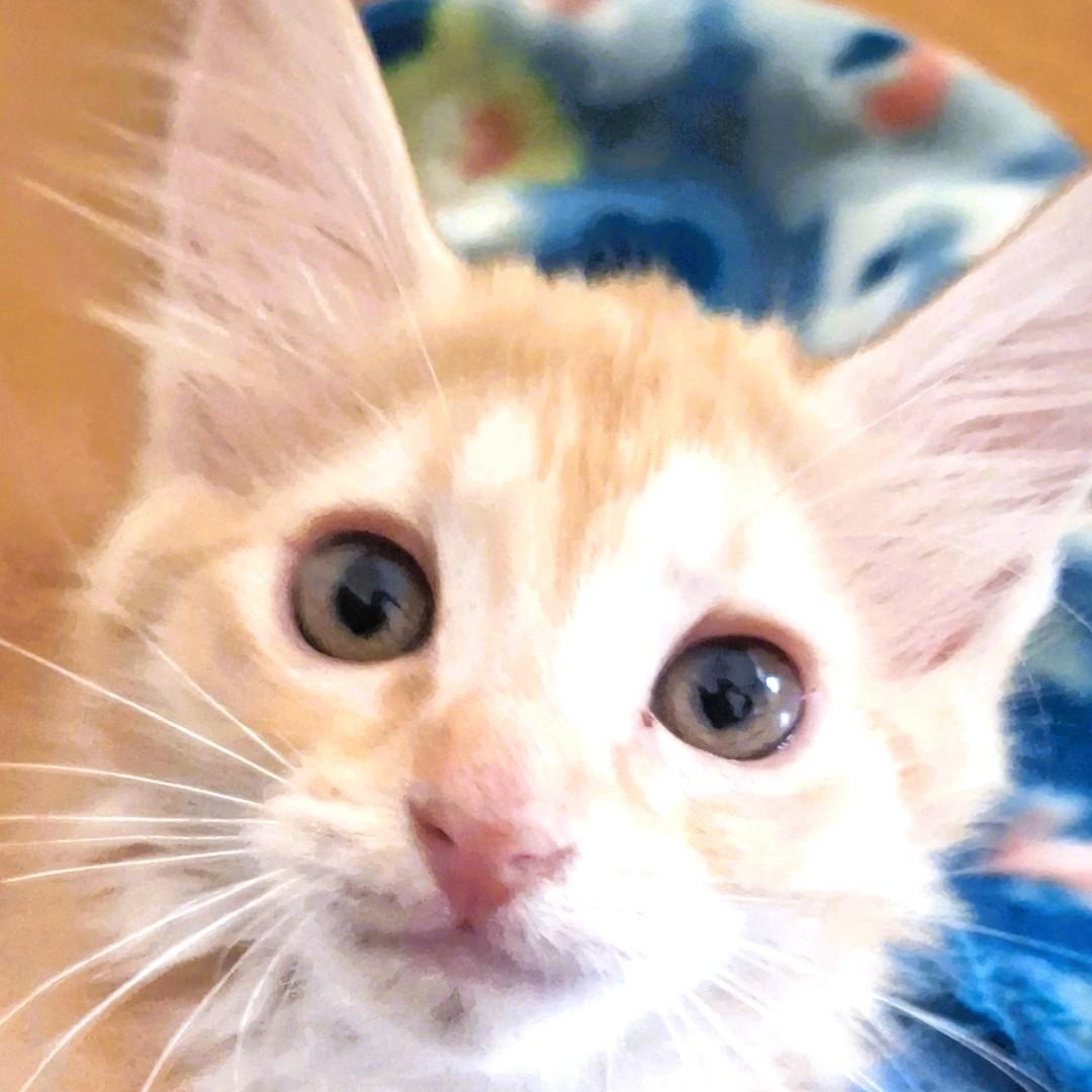 Enlarge Margaret Wallace, a Adoptable Domestic Medium Hair in Charlotte, NC image 6/6