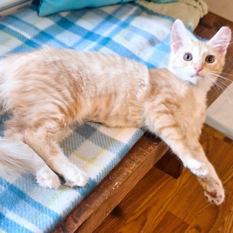 Enlarge Margaret Wallace, a Adoptable Domestic Medium Hair in Charlotte, NC image 4/6