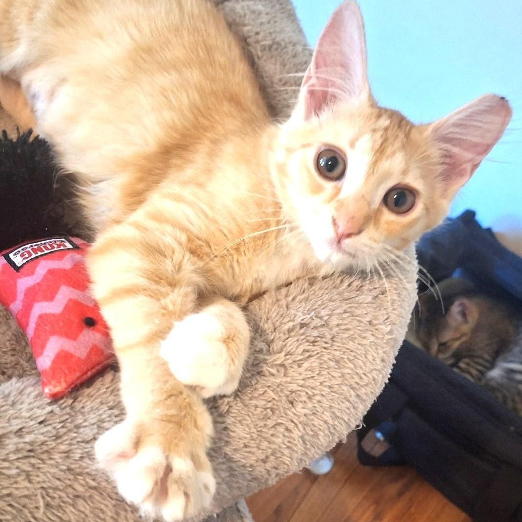 Enlarge Margaret Wallace, a Adoptable Domestic Medium Hair in Charlotte, NC image 5/6