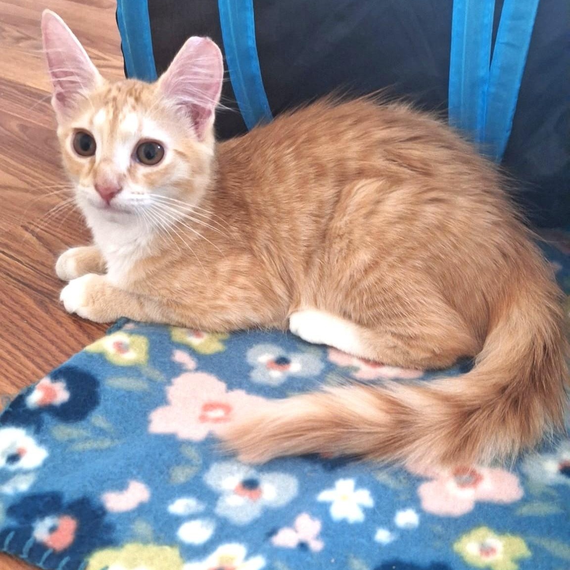 Enlarge Margaret Wallace, a Adoptable Domestic Medium Hair in Charlotte, NC image 1/6