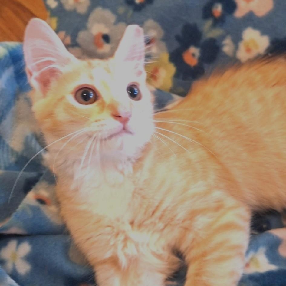 Enlarge Margaret Wallace, a Adoptable Domestic Medium Hair in Charlotte, NC image 2/6
