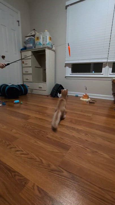 Enlarge Margaret Wallace, a Adoptable Domestic Medium Hair in Charlotte, NC video 3/6