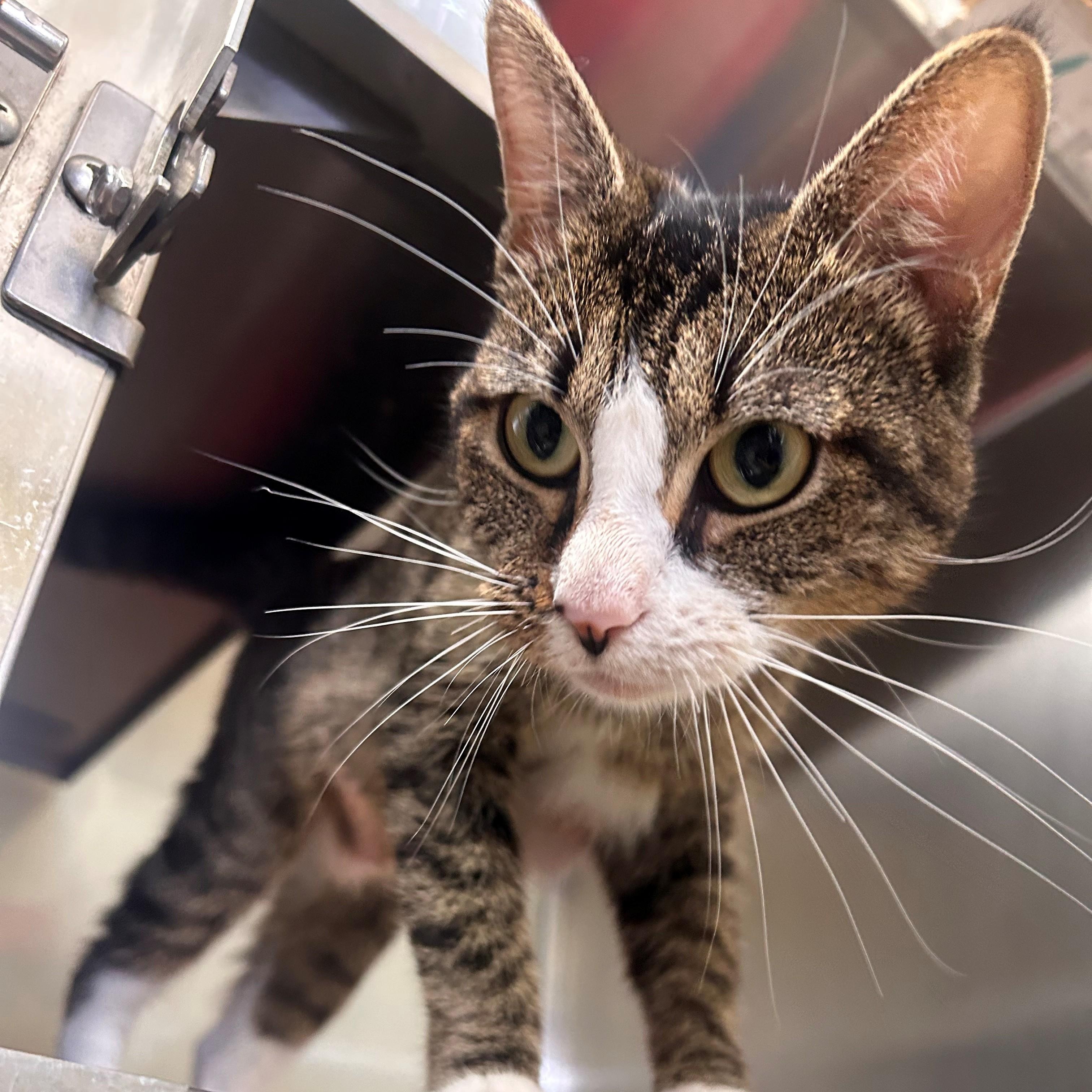 Ima, Adoptable, Adult Female Domestic Short Hair.