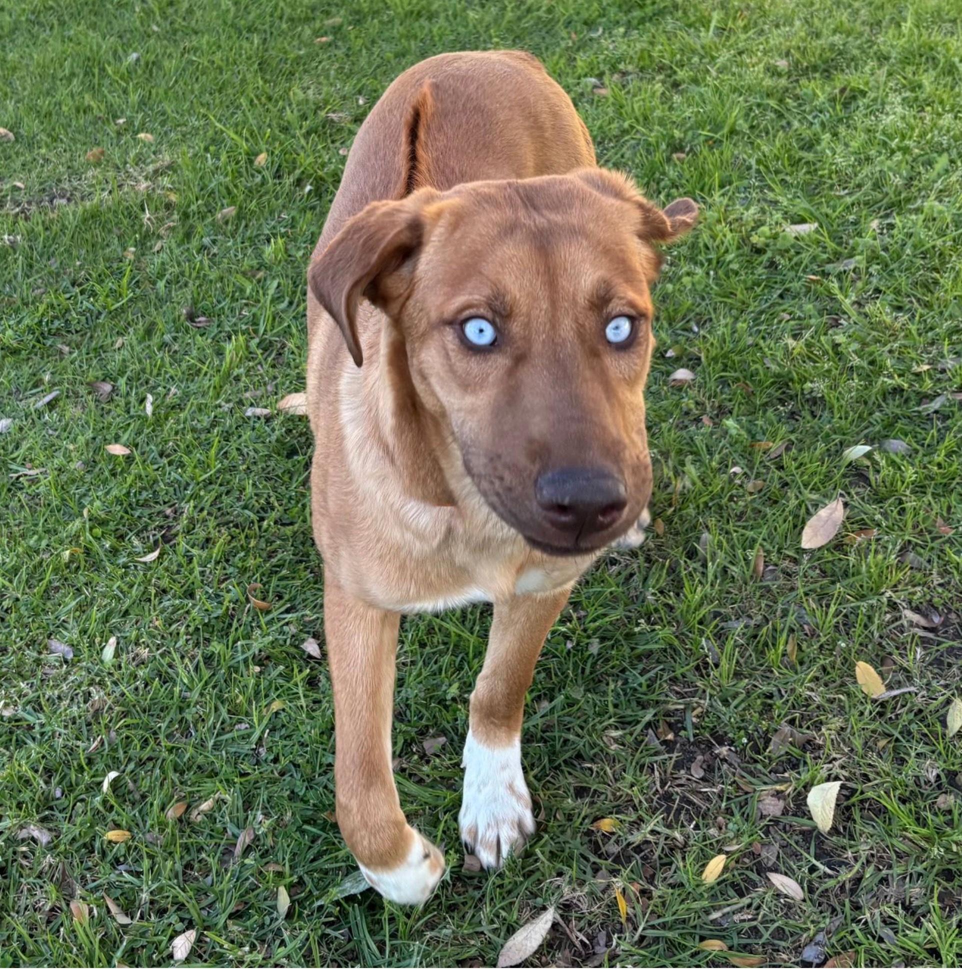 Enlarge LOKI, a ADOPTABLE mixed breed in Oroville , CA image 1/5