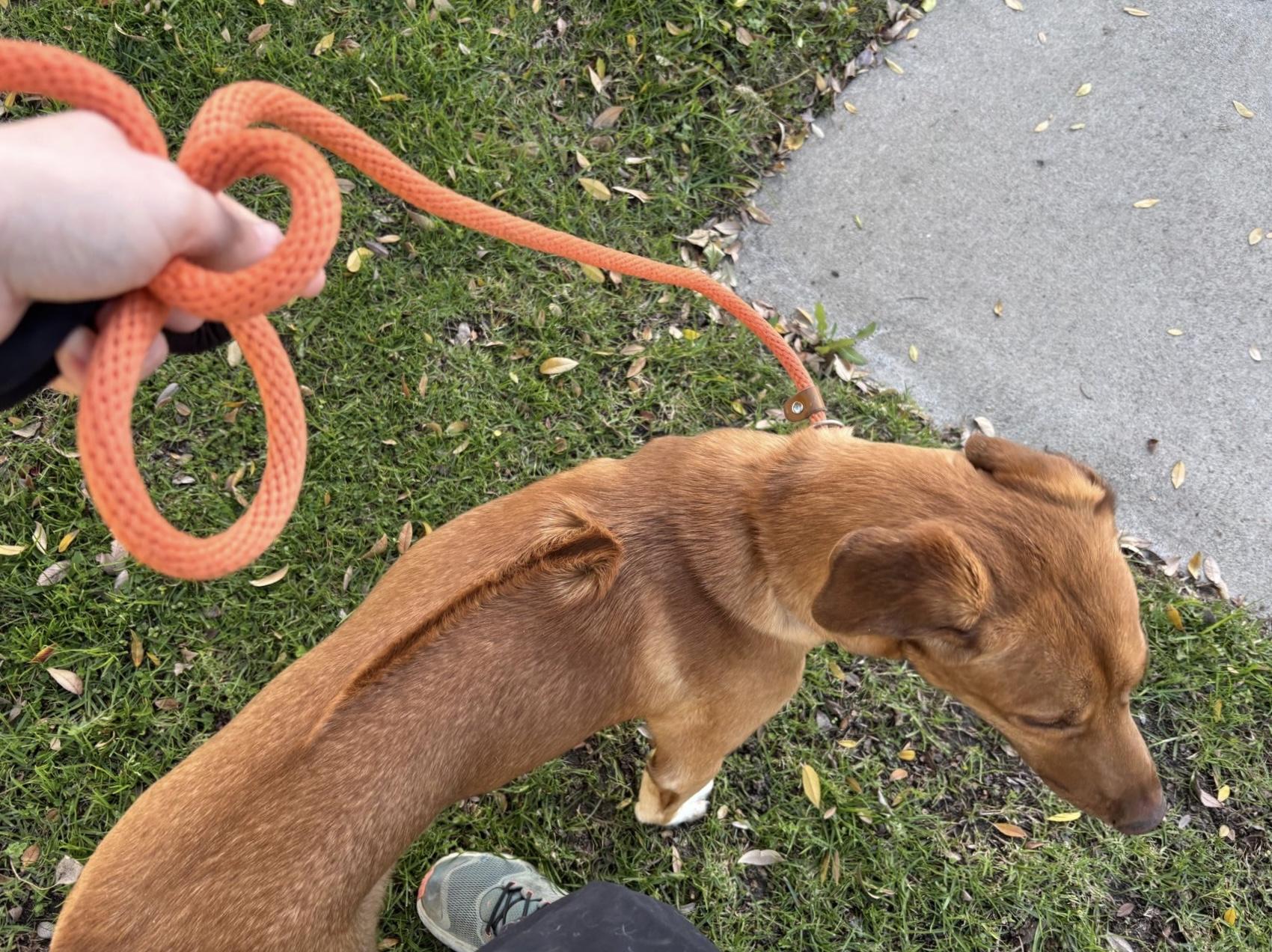 Enlarge LOKI, a ADOPTABLE mixed breed in Oroville , CA image 5/5