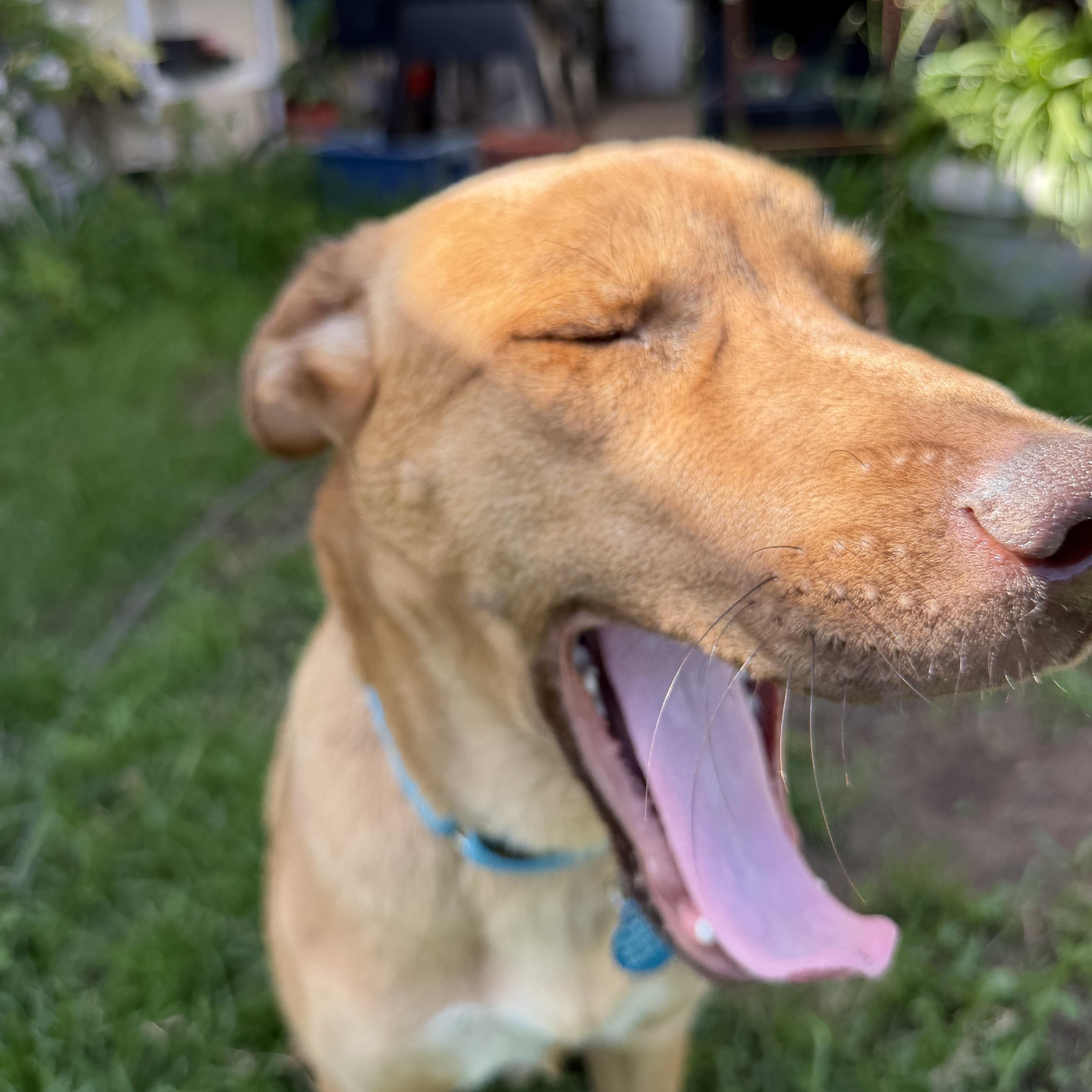 Enlarge LOKI, a ADOPTABLE mixed breed in Oroville , CA image 4/5