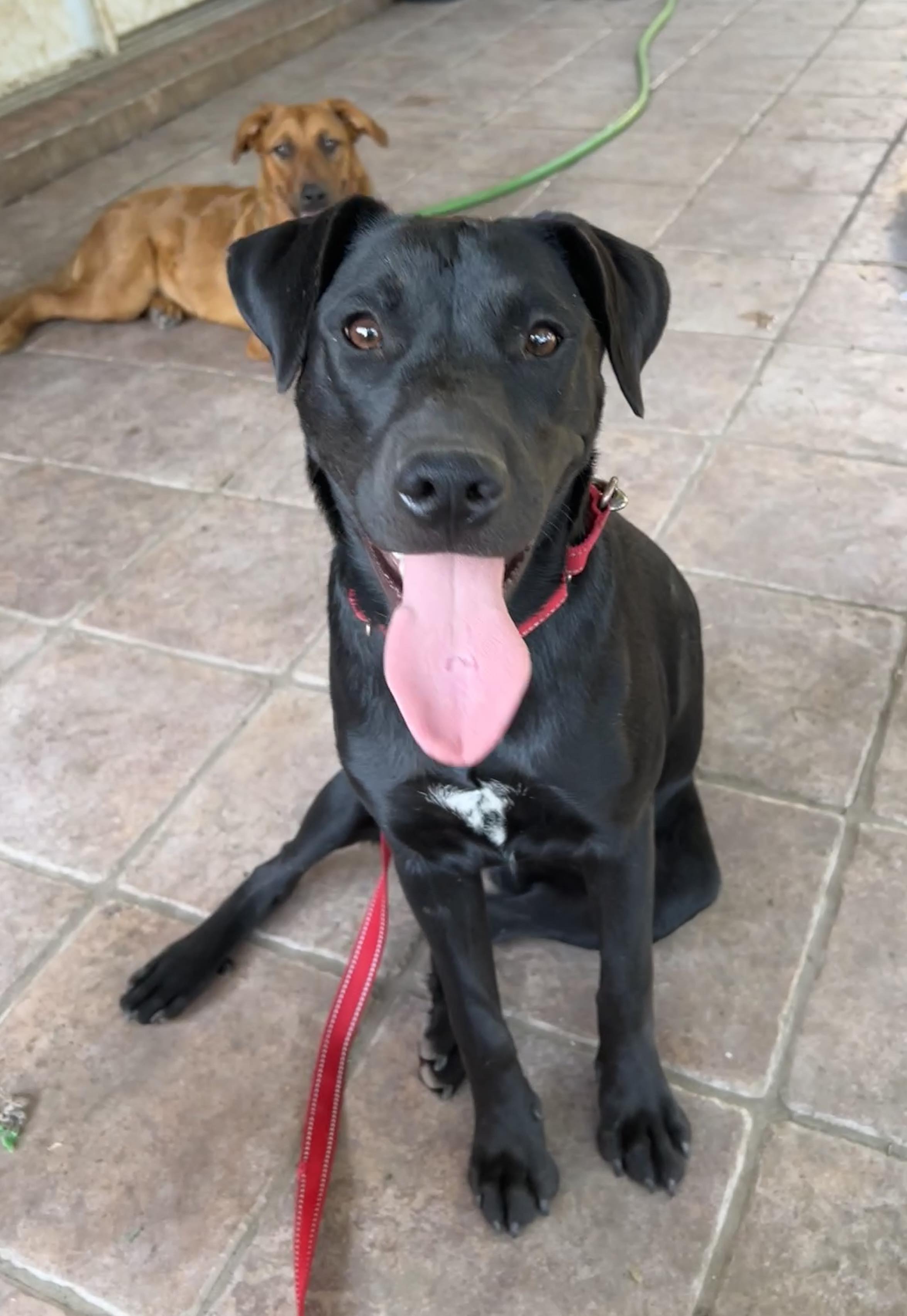 Dog for adoption *Alice, a Black Labrador Retriever in Justin, TX