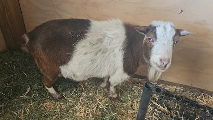 Enlarge Buttercup, a Adoptable Goat in Hamilton, MT image 1/1