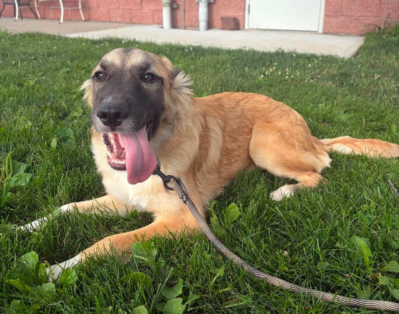 Nala, an adopted mixed breed in Maryville, MO image 2/3