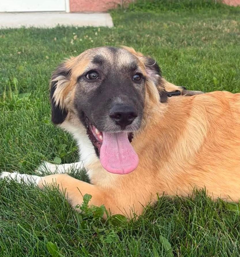 Nala, an adopted mixed breed in Maryville, MO image 3/3