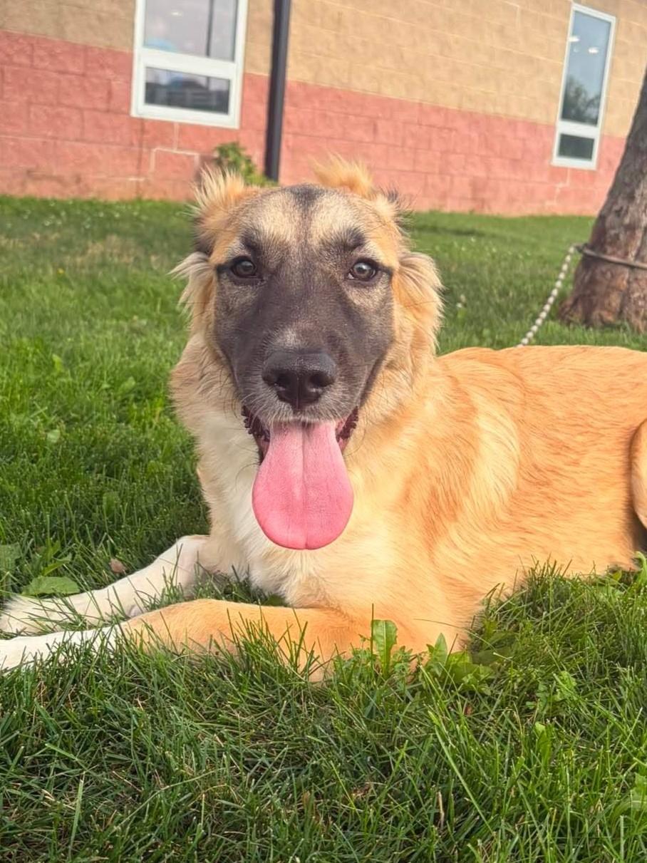 Nala, adopted, Young Female German Shepherd Dog & Great Pyrenees.