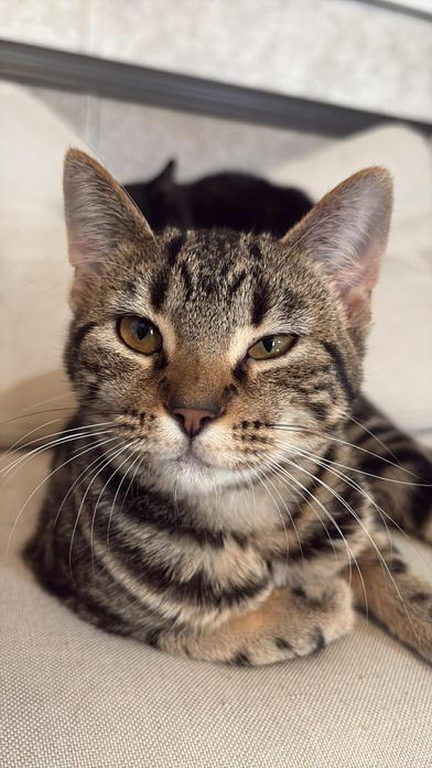 Enlarge Lila, a Adoptable Domestic Short Hair in Liverpool, TX image 2/6