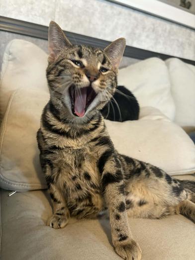 Enlarge Lila, a Adoptable Domestic Short Hair in Liverpool, TX image 5/6