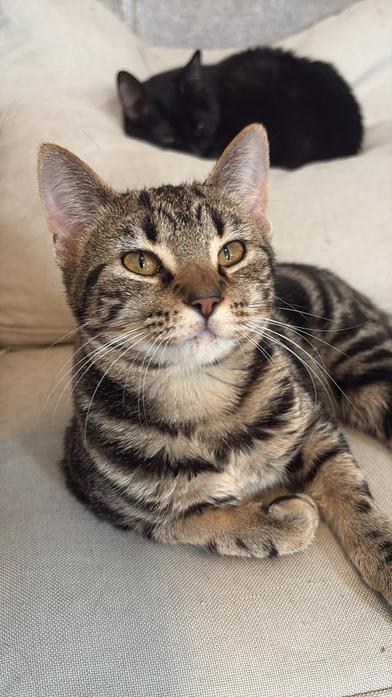 Enlarge Lila, a Adoptable Domestic Short Hair in Liverpool, TX image 4/6