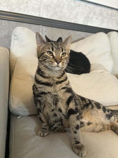 Enlarge Lila, a Adoptable Domestic Short Hair in Liverpool, TX image 6/6