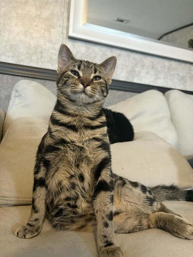 Enlarge Lila, a Adoptable Domestic Short Hair in Liverpool, TX image 3/6