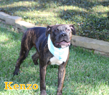 KENZO photo 4