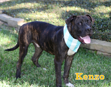 KENZO photo 3