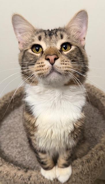 Chickpea, ADOPTABLE, Adult Male Domestic Medium Hair.