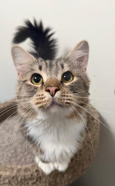 Enlarge Chickpea, a ADOPTABLE Domestic Medium Hair in Eugene, OR image 6/6