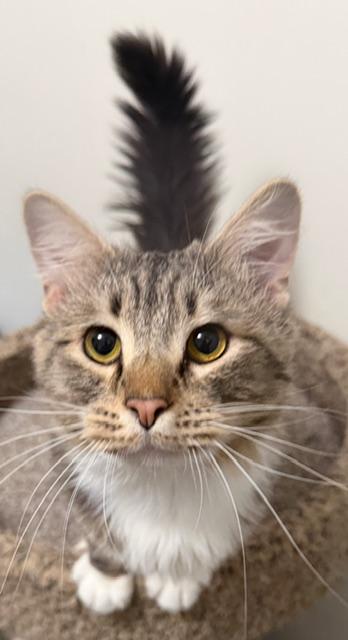 Enlarge Chickpea, a ADOPTABLE Domestic Medium Hair in Eugene, OR image 5/6