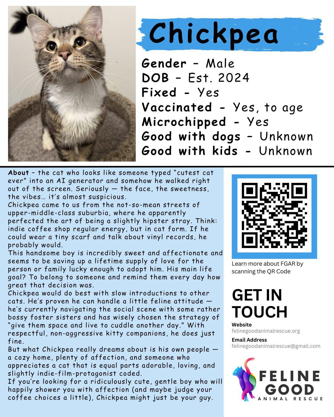 Enlarge Chickpea, a ADOPTABLE Domestic Medium Hair in Eugene, OR image 4/6