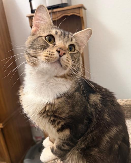 Enlarge Chickpea, a ADOPTABLE Domestic Medium Hair in Eugene, OR image 3/6
